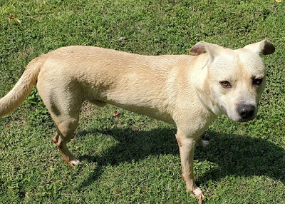 Houston Humane Society | Bailey