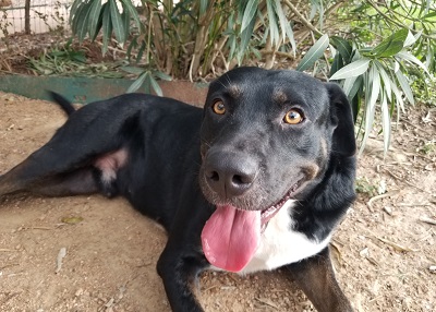 Houston Humane Society | Baloo