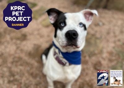 Houston Humane Society | Banner