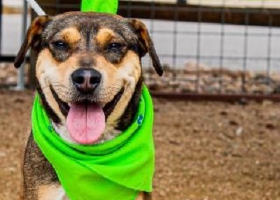 Houston Humane Society | Barbie