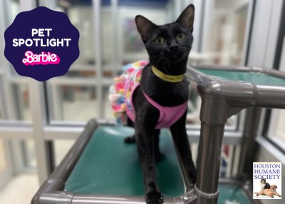 Houston Humane Society | Barbie