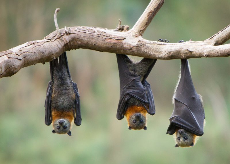 Houston Humane Society | How Cold Weather Impacts Bats in Houston