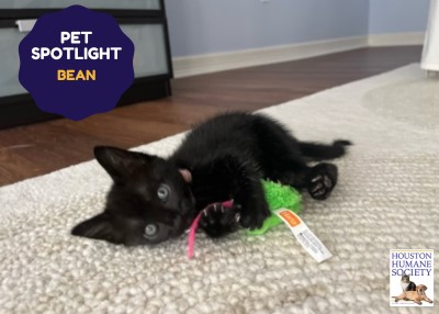 Houston Humane Society | Bean
