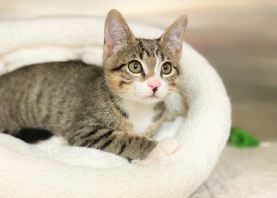 Houston Humane Society | Beanie