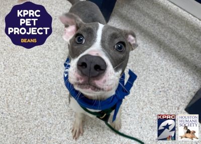 Houston Humane Society | Beans