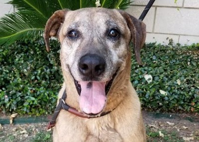 Houston Humane Society | Bear