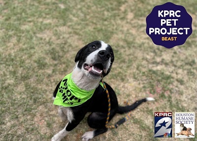 Houston Humane Society | Beast