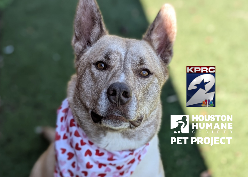 Houston Humane Society | Beetle