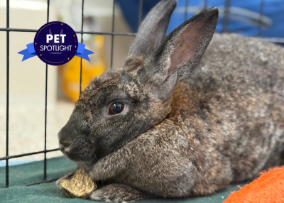 Houston Humane Society | Beetroot