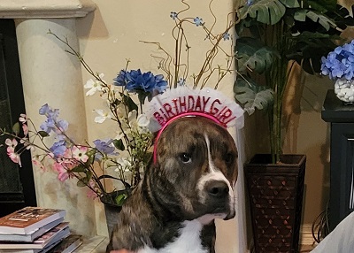 Houston Humane Society | Happy Tail Bella