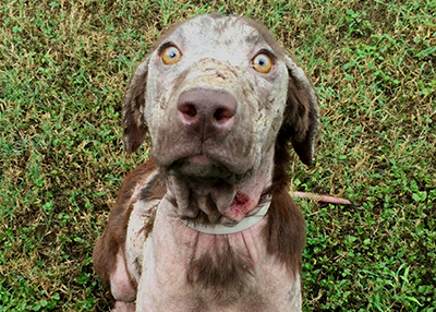 Houston Humane Society | Custody of Bella Awarded to HHS