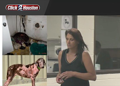 Houston Humane Society | Bella Update: Two Charged with Abandonment