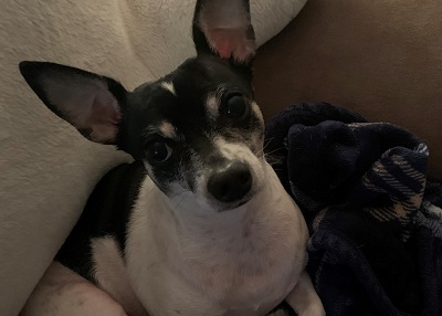 Houston Humane Society | Happy Tail Bella