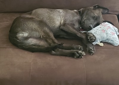 Houston Humane Society | Happy Tail Benjamin Thor