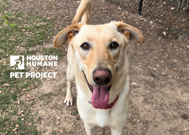 Houston Humane Society | Benji