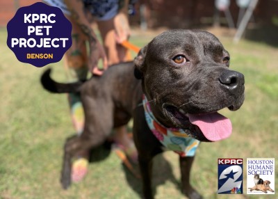 Houston Humane Society | Benson