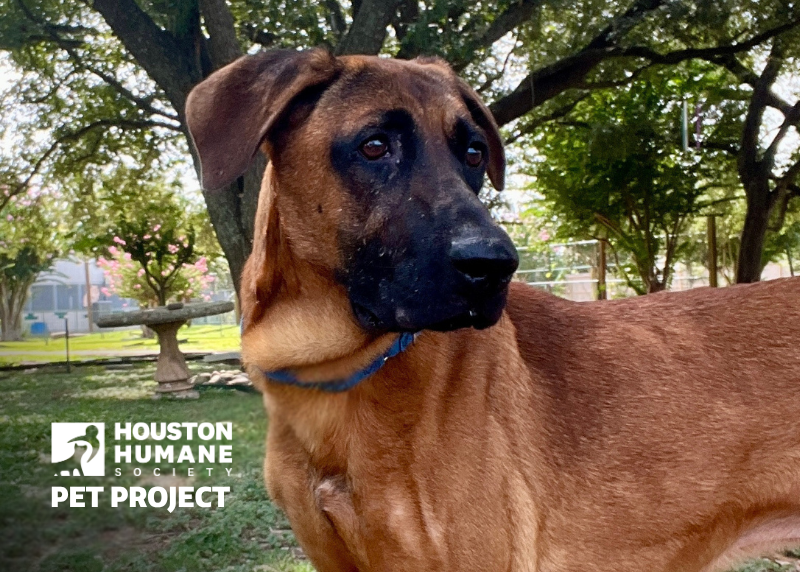 Houston Humane Society | Bernard