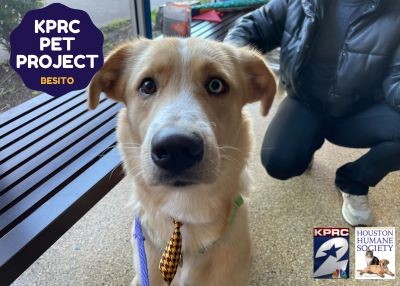 Houston Humane Society | Besito