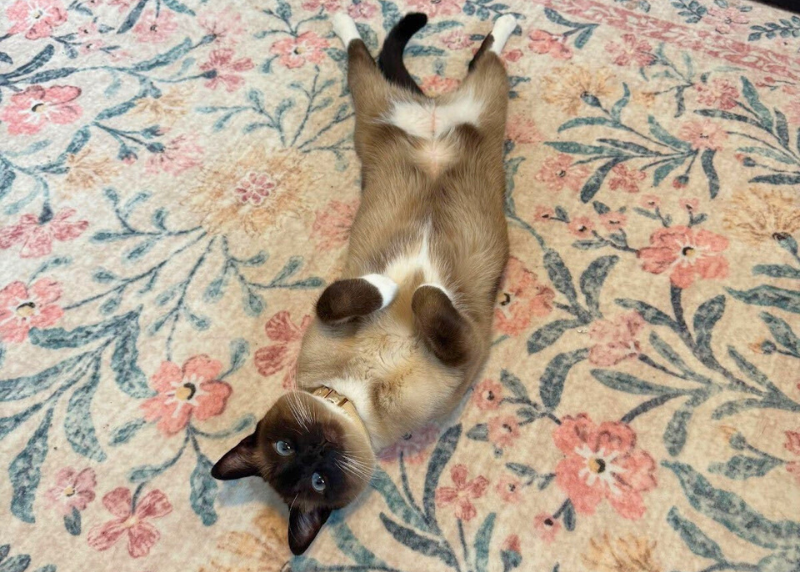 Houston Humane Society | Binky and Poppy’s Happy Tail
