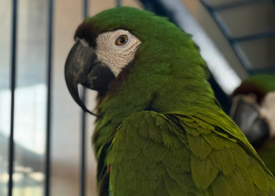 Houston Humane Society | From Neglect to Nurture: 42 Guinea Pigs, 12 Rabbits, and 26 Birds Rescued from Hoarding Situation Now Safe at Houston Humane Society