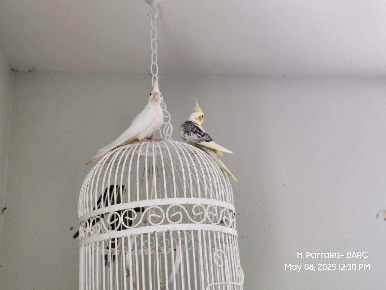 birds-4