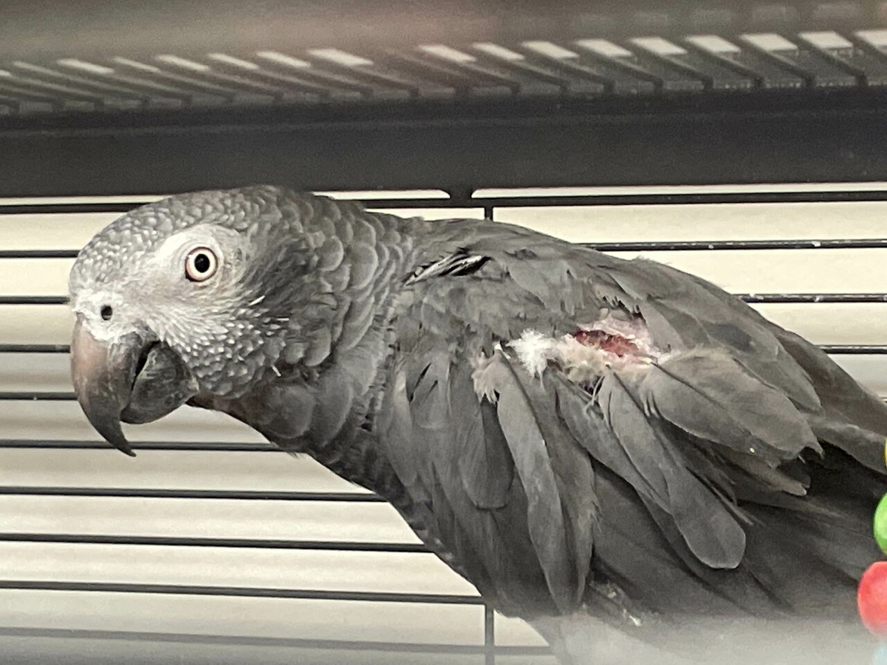 birds-5