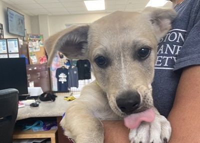 Houston Humane Society | Happy Tail Biscuit