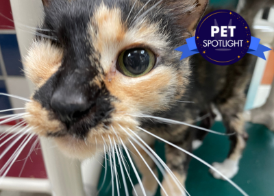 Houston Humane Society | Bitsey