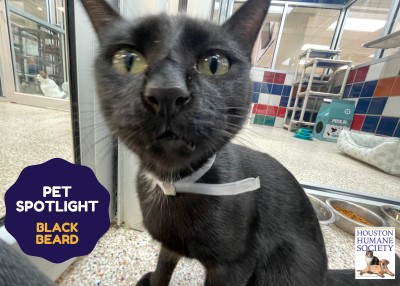 Houston Humane Society | Black Beard