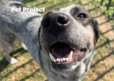 Houston Humane Society |  Blackberry