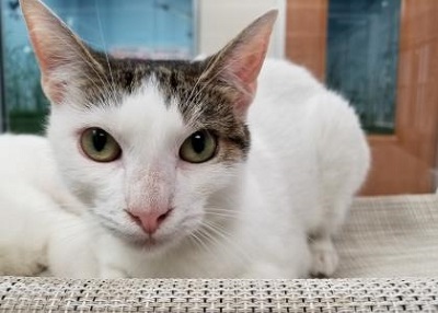 Houston Humane Society | Blanka