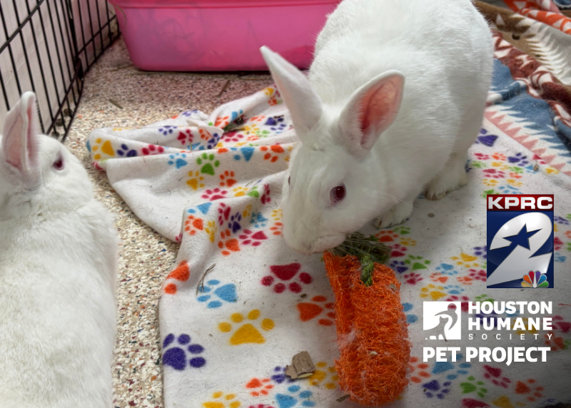 Houston Humane Society | Blizzard, Olaf, and Stardust
