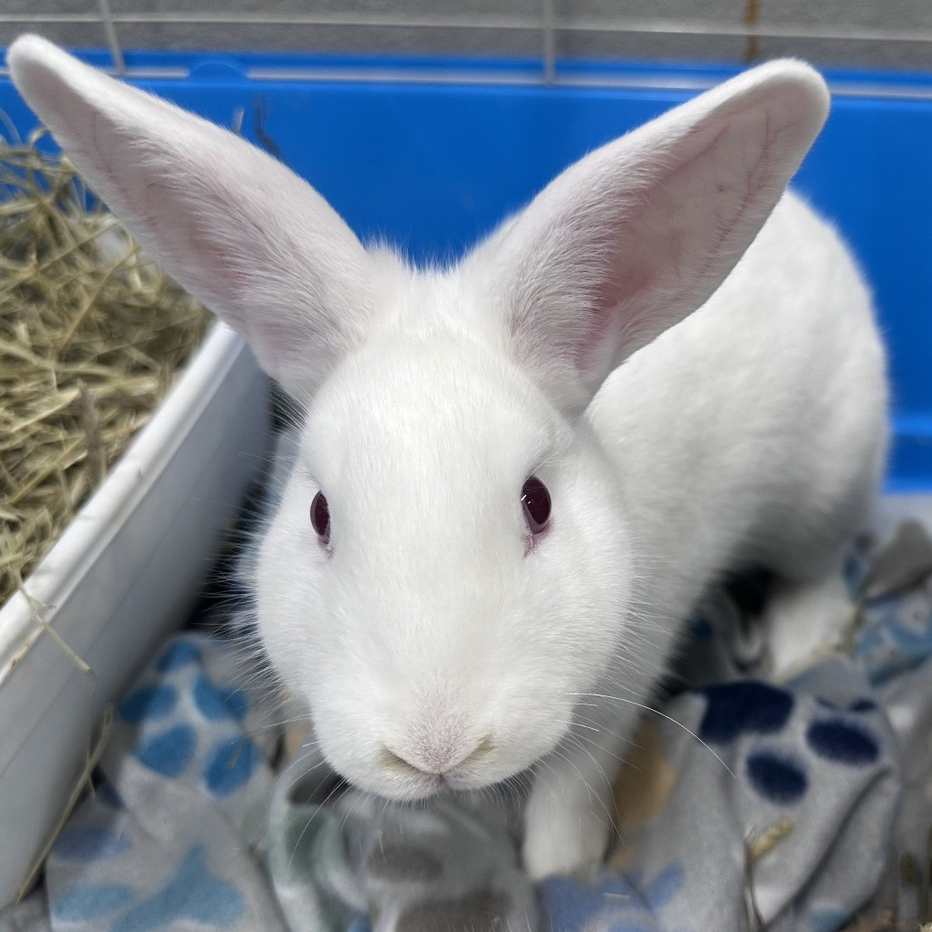 blizzard-bunny