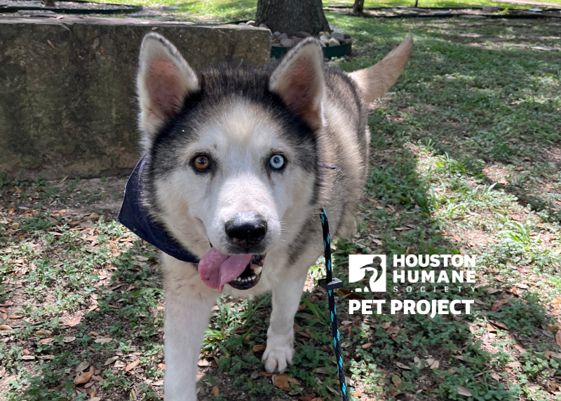 Houston Humane Society | Blizzard