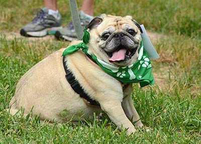 Houston Humane Society 2017 Fun Run Photos