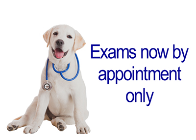 Houston Humane Society | Exams By Appointment Only