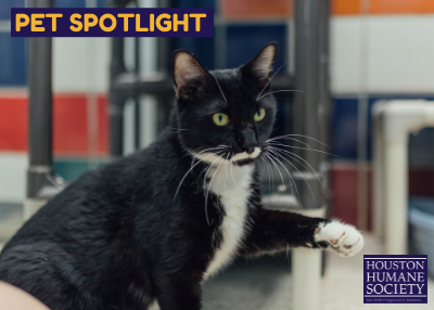 Houston Humane Society | Tux