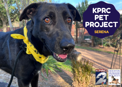 Houston Humane Society | Serena