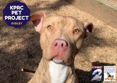 Houston Humane Society | Dudley