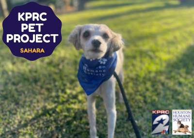 Houston Humane Society | Sahara