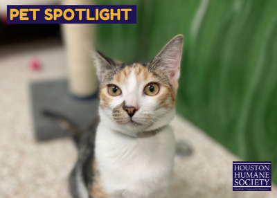 Houston Humane Society | Ellie May