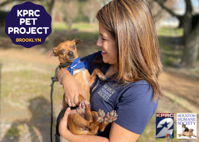 Houston Humane Society | Brooklyn