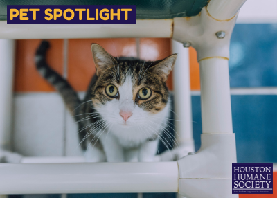 Houston Humane Society | Silverbell