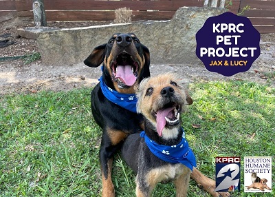 Houston Humane Society | Jax & Lucy