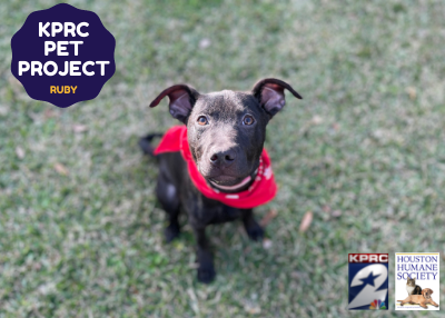 Houston Humane Society | Ruby