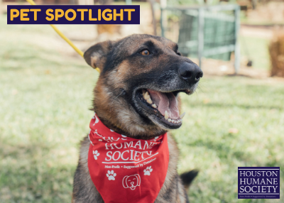 Houston Humane Society | Delgado