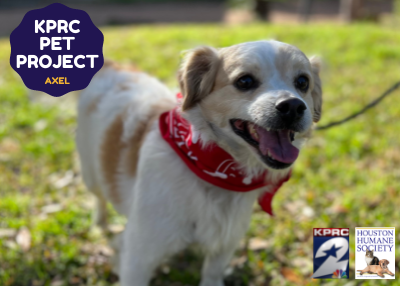 Houston Humane Society | Axel