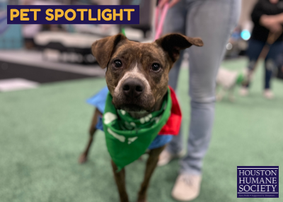 Houston Humane Society | Athena