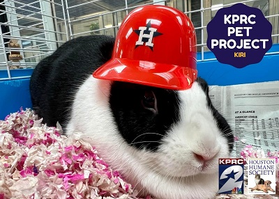 Houston Humane Society | Kiri