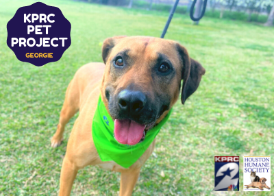 Houston Humane Society | Georgie